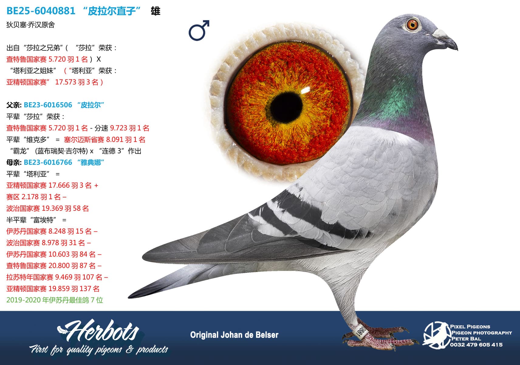 pigeon: undefined