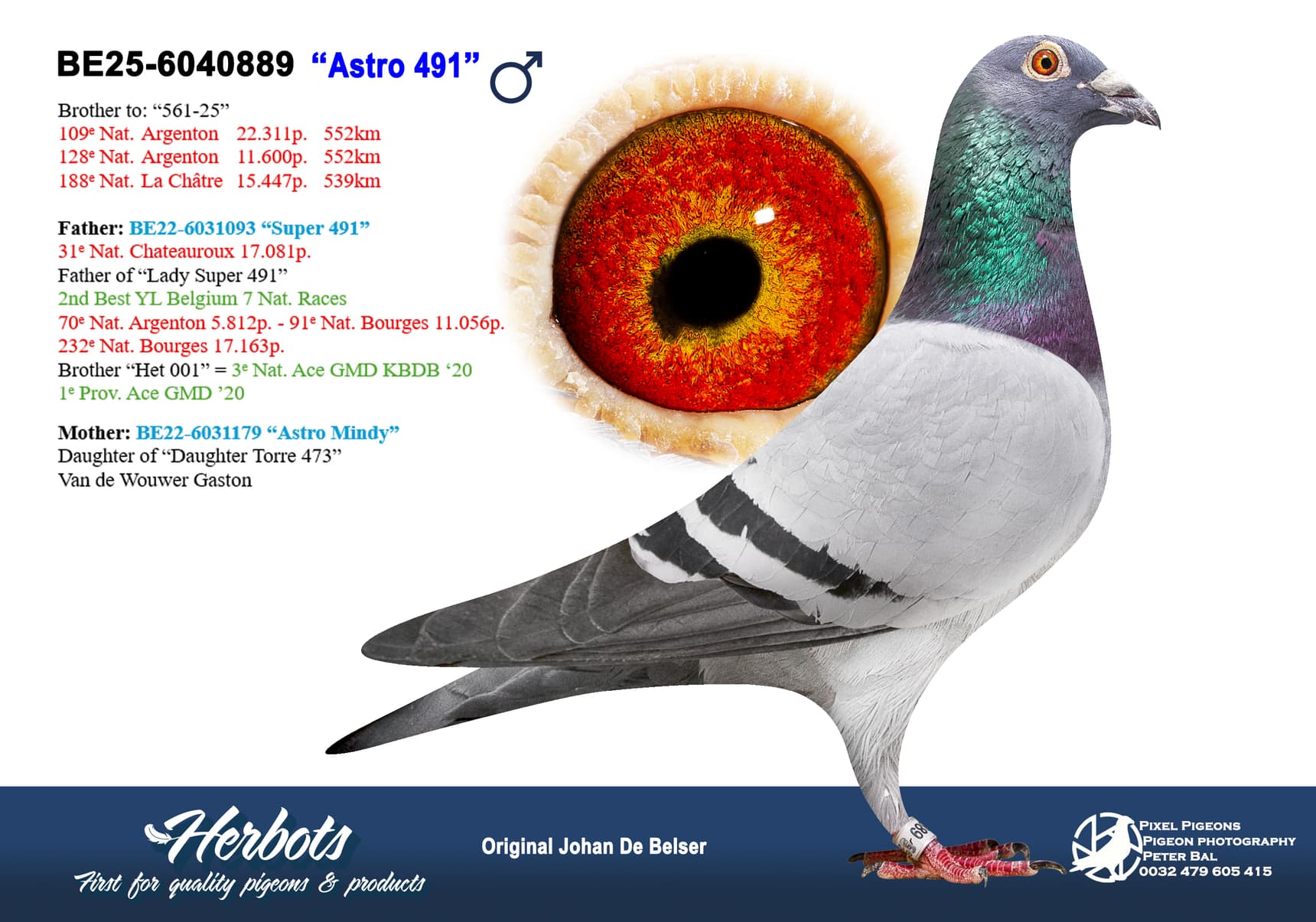 pigeon: undefined