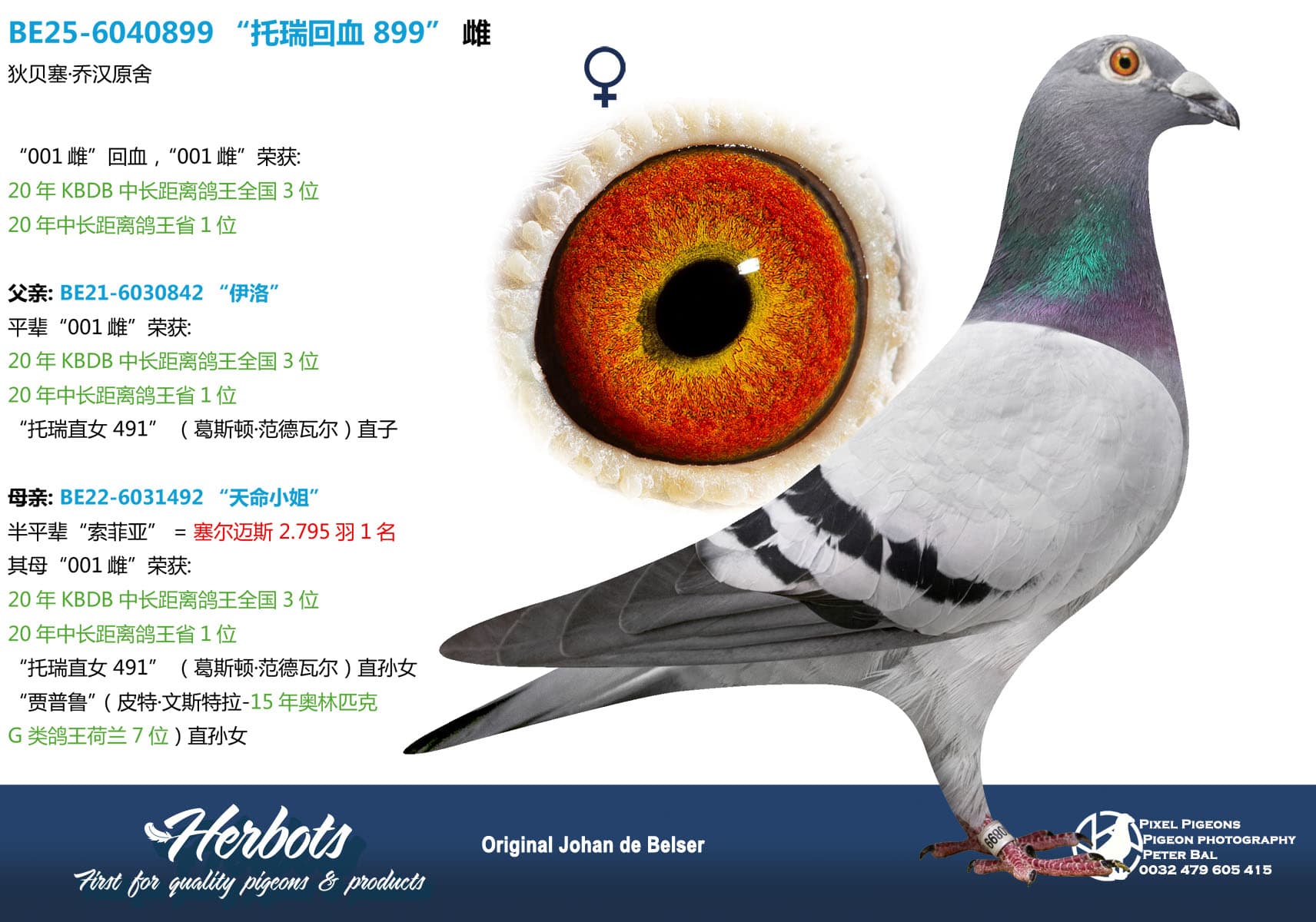 pigeon: undefined