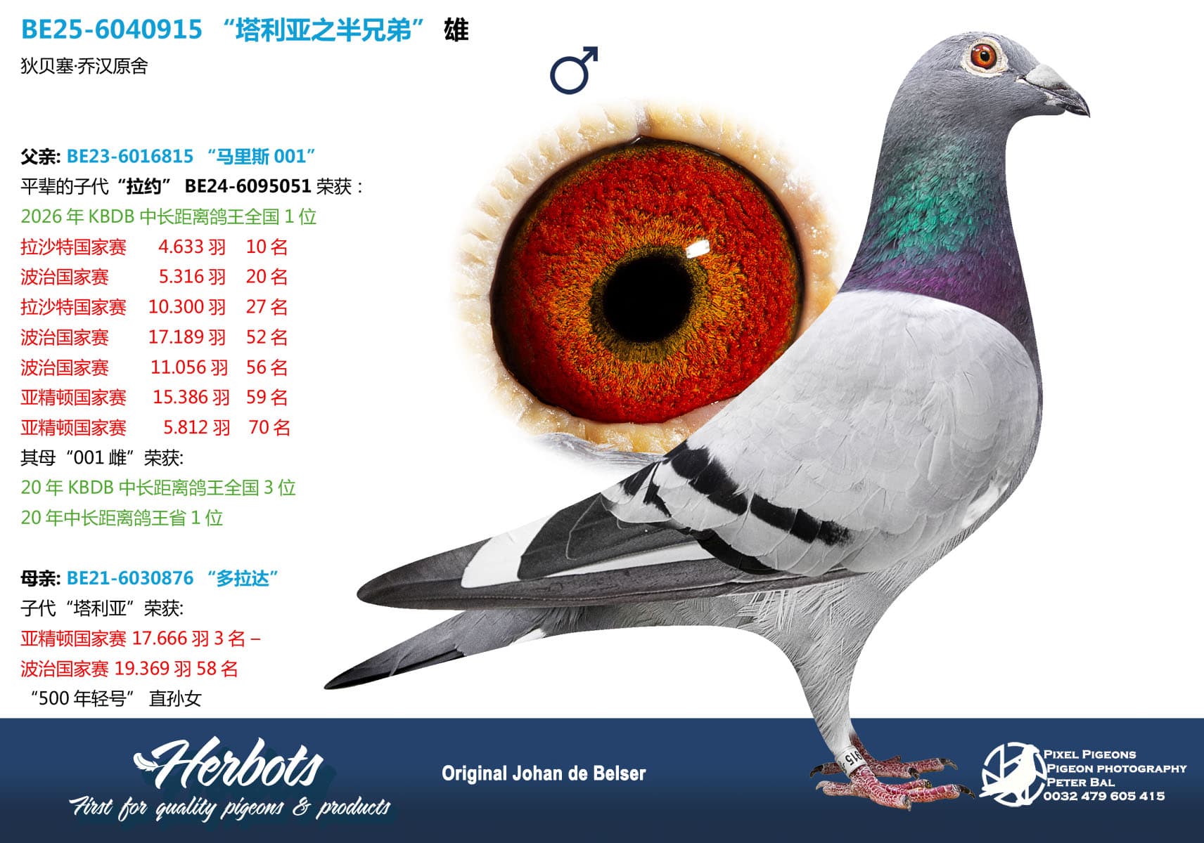 pigeon: undefined