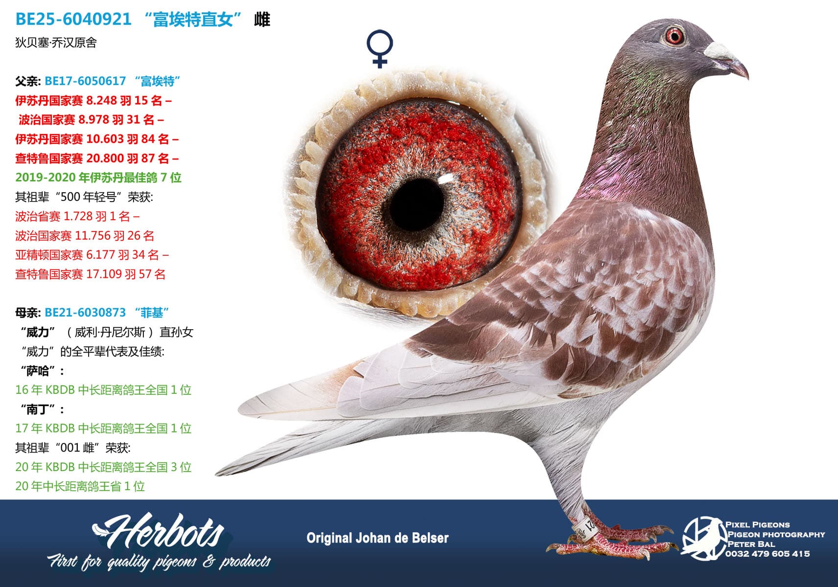 pigeon: undefined