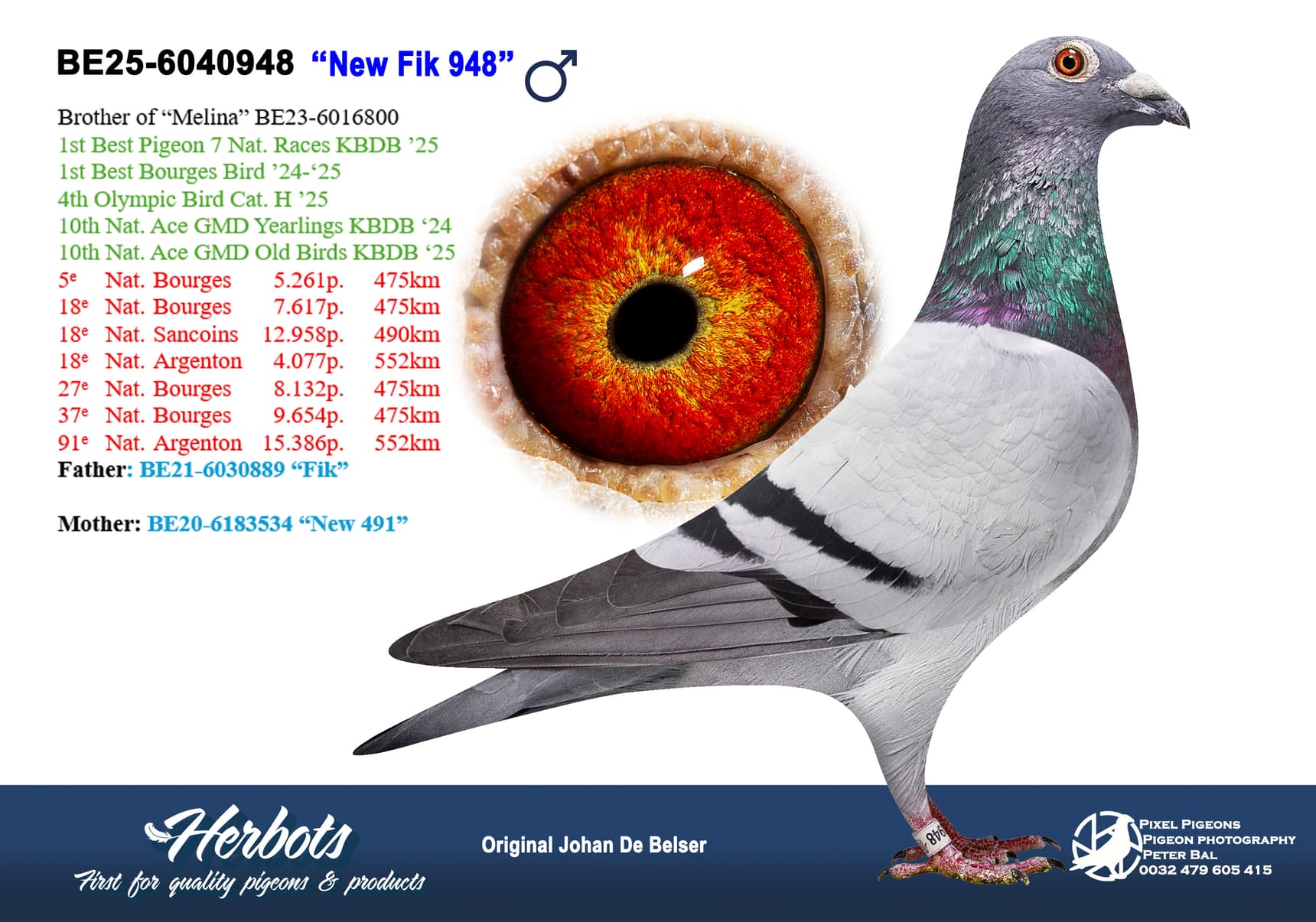 pigeon: undefined