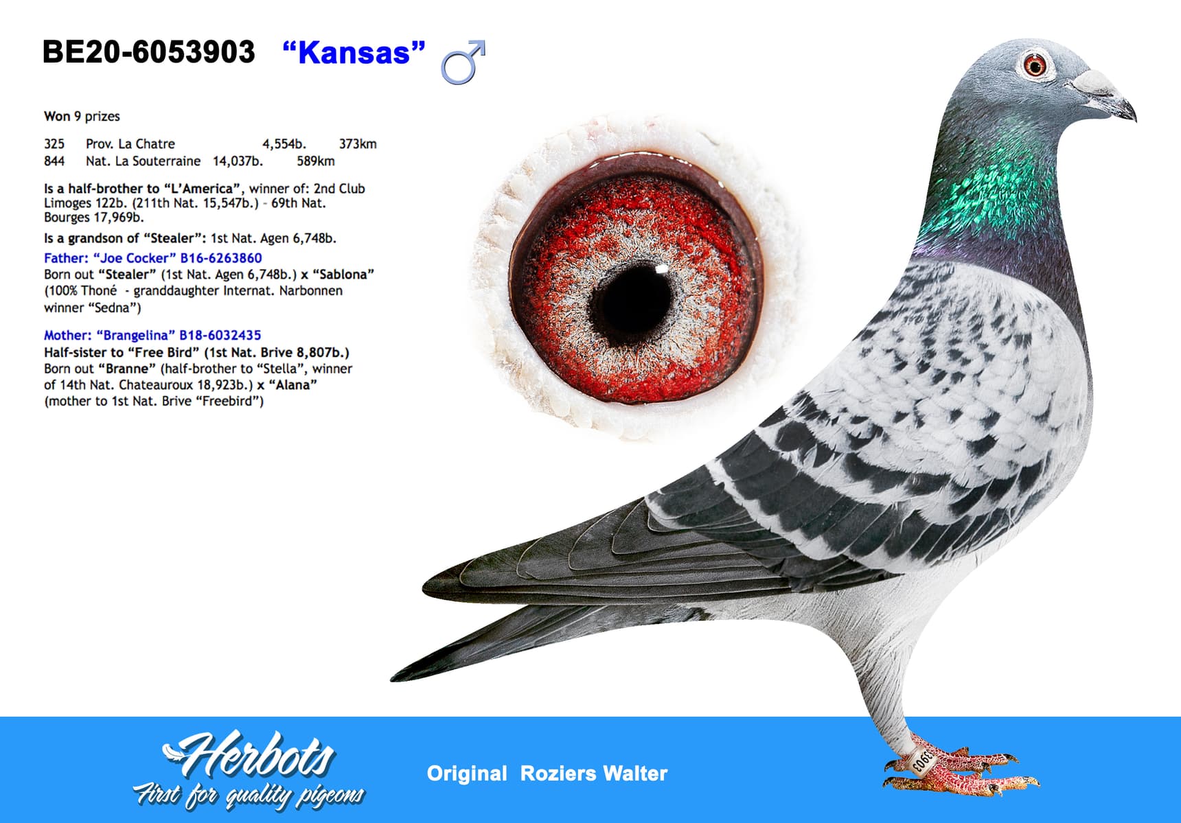 pigeon: “Kansas”