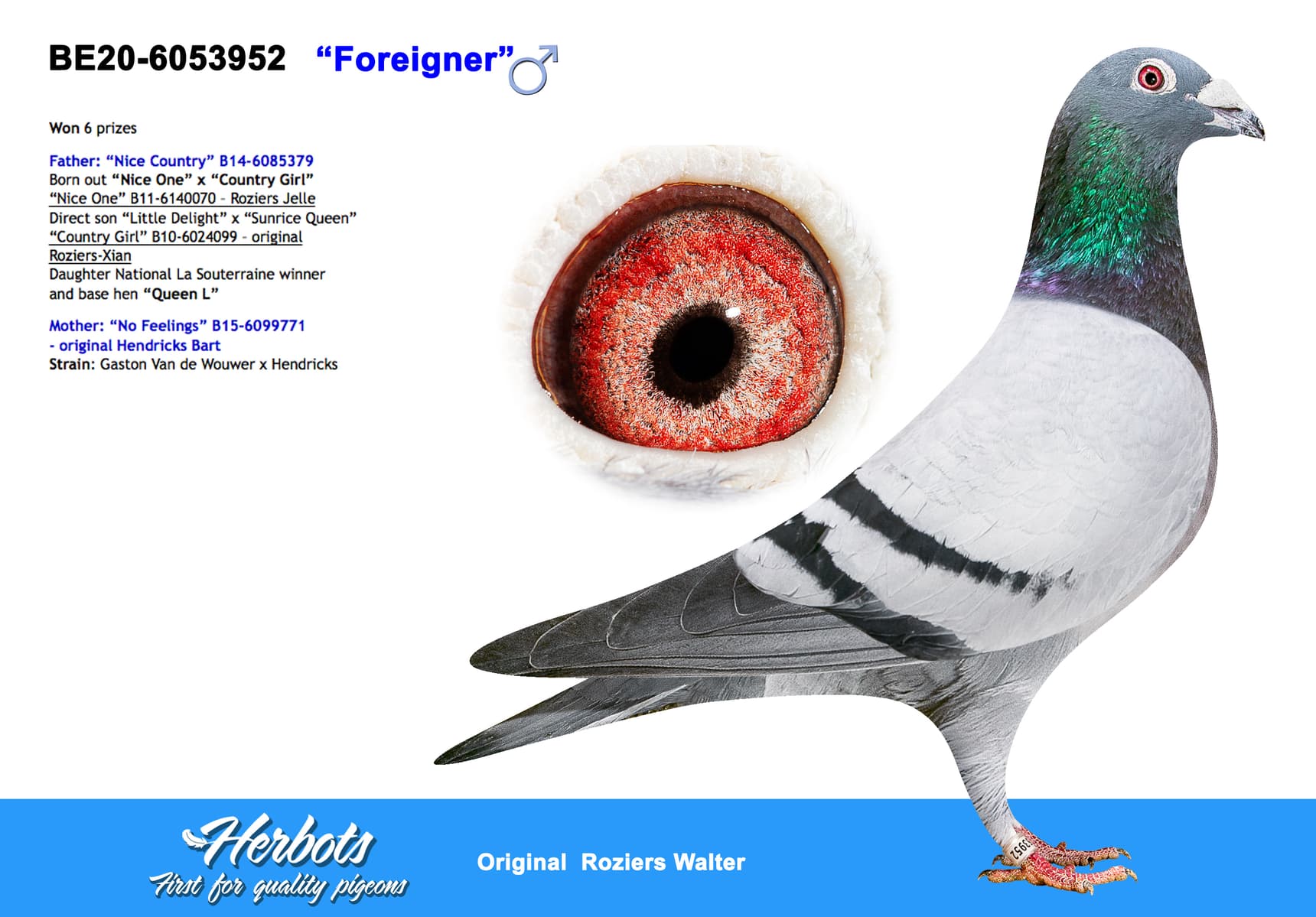 pigeon: undefined