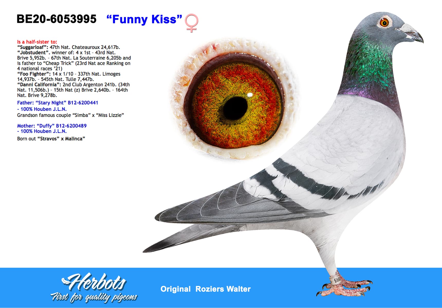 pigeon: “Funny Kiss”