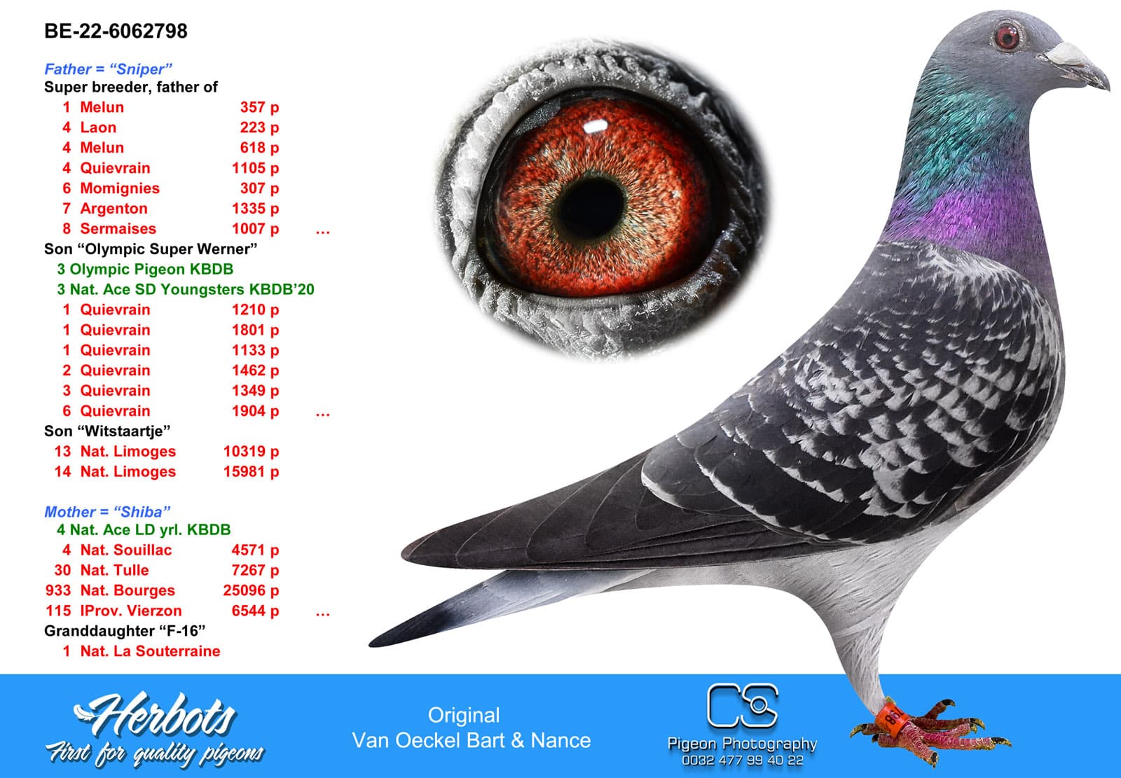 pigeon: Sniper x Shiba