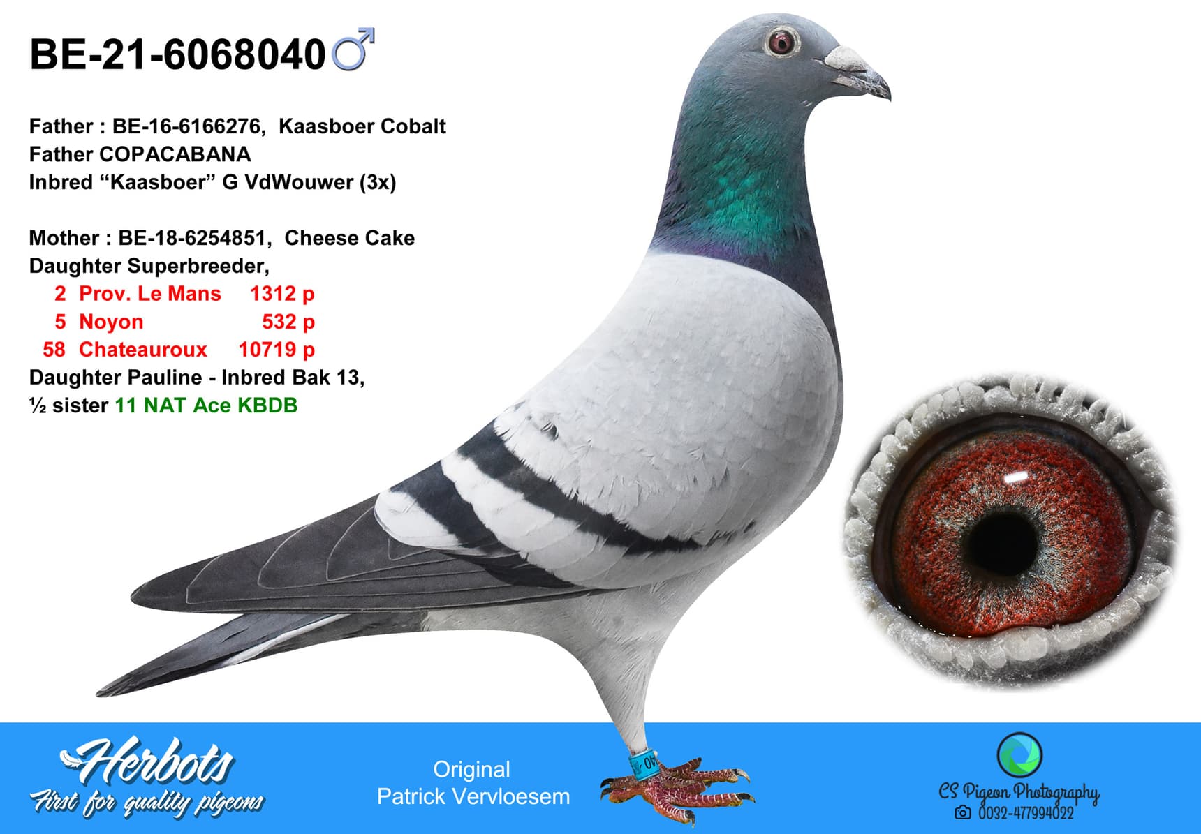pigeon: undefined
