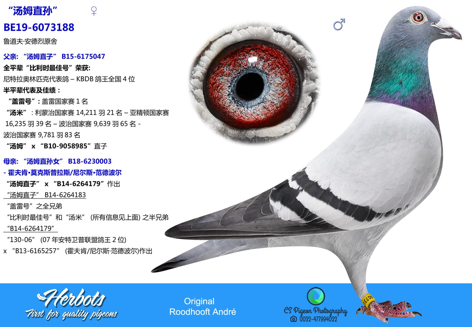 pigeon: undefined