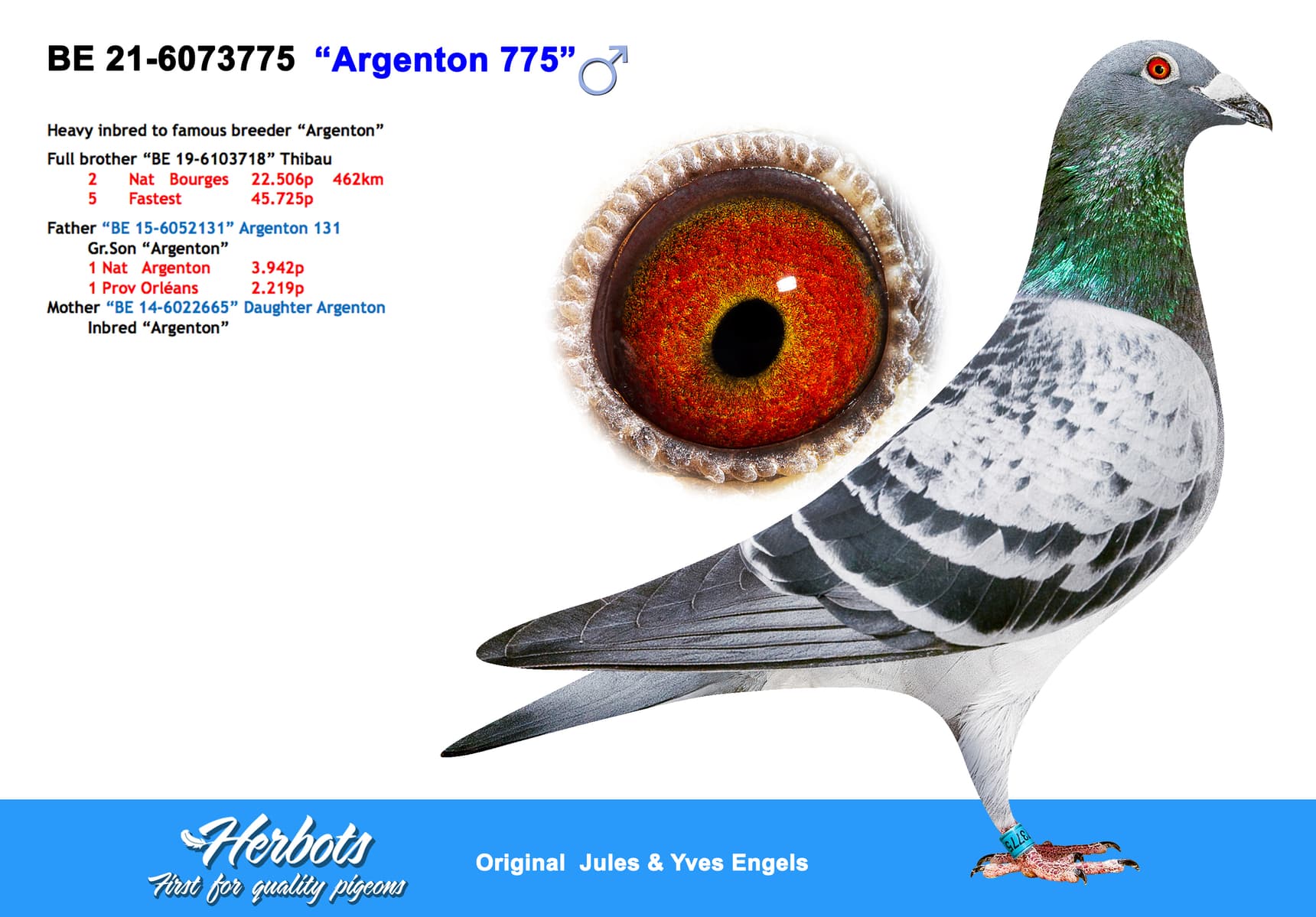 pigeon: “Argenton 775”