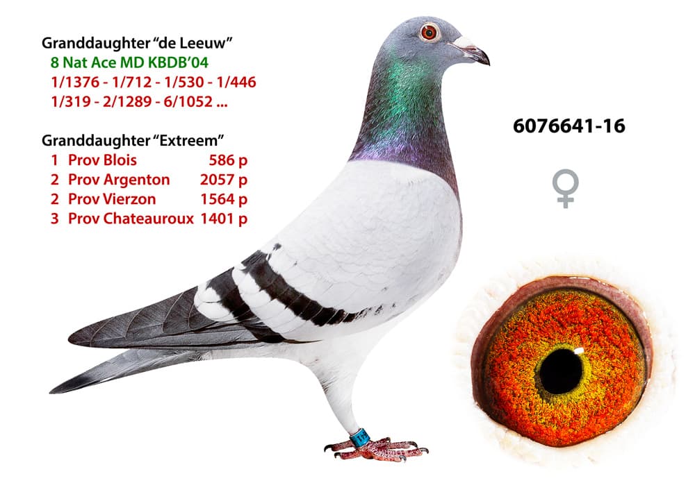 pigeon: Granddaughter De Leeuw
