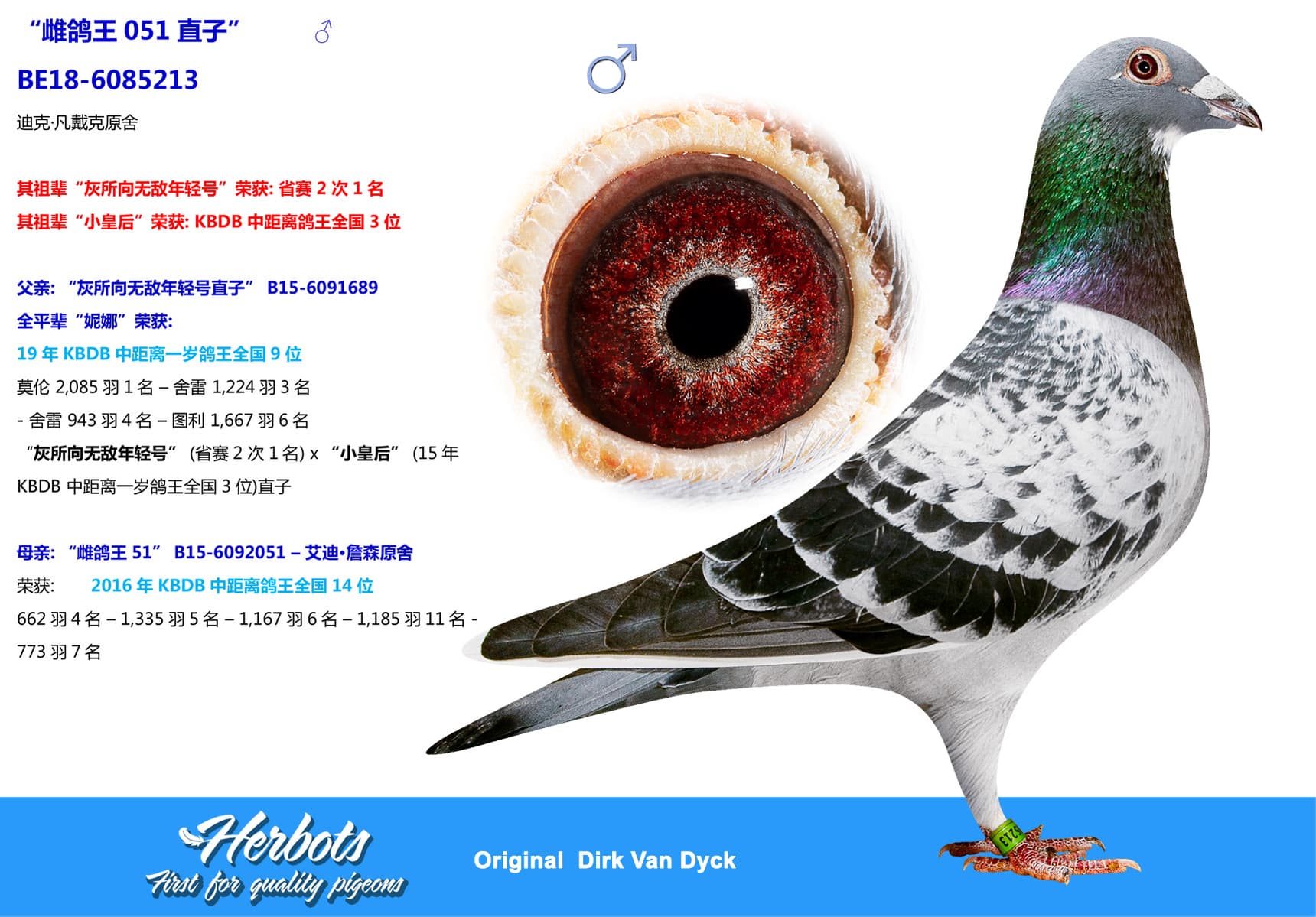 pigeon: undefined