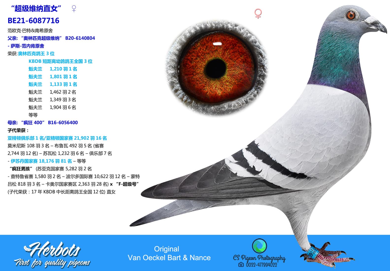 pigeon: undefined