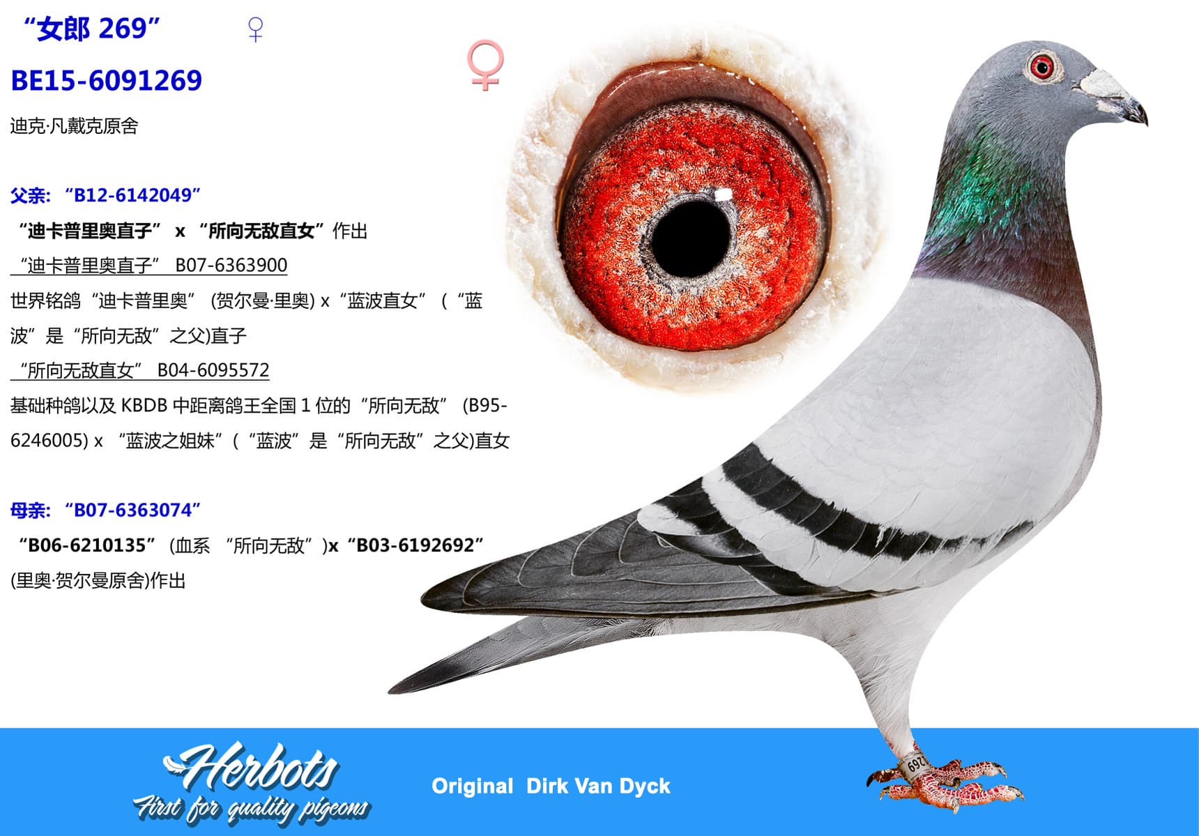 pigeon: undefined
