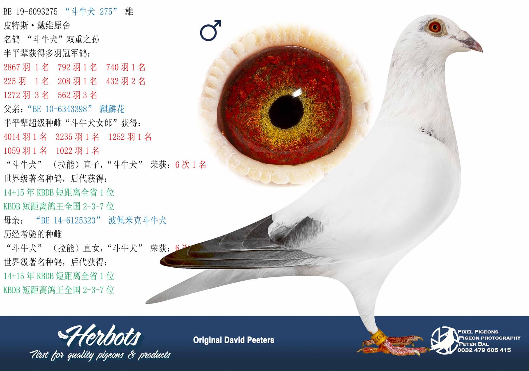 pigeon: “斗牛犬 275”