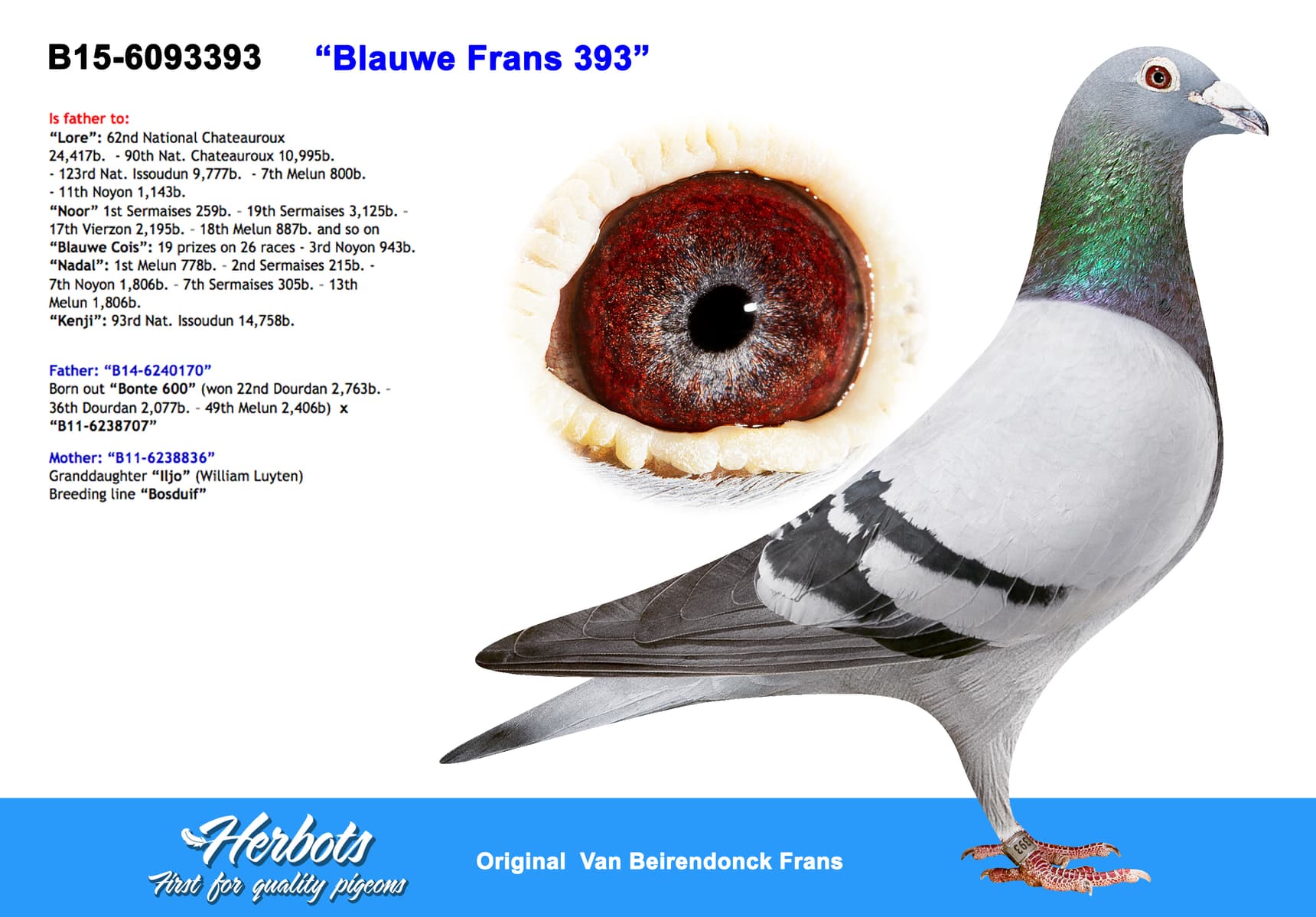 pigeon: “Blauwe Frans 393”