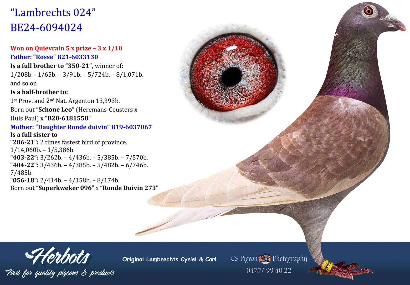 pigeon: undefined