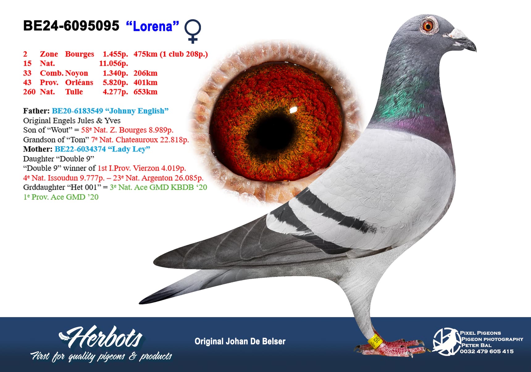 pigeon: undefined