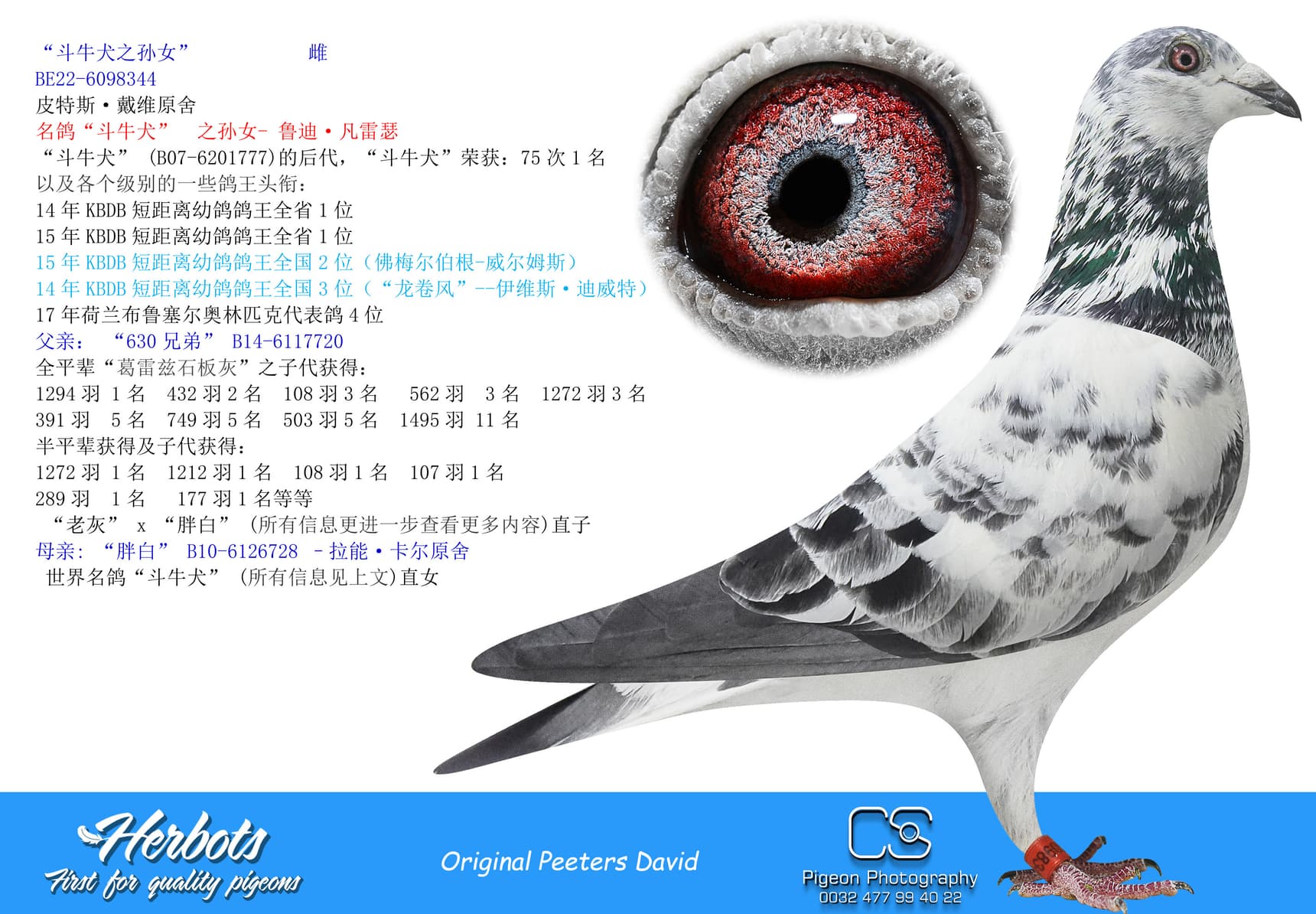 pigeon: “斗牛犬之孙女”