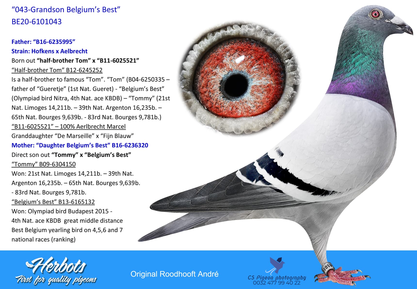 pigeon: “043-Grandson Belgium’s Best”