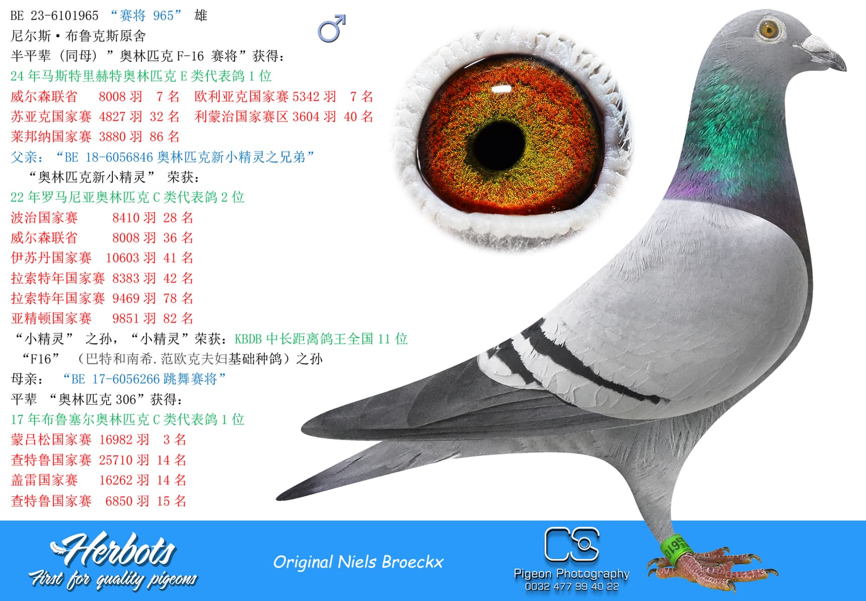pigeon: “赛将 965”