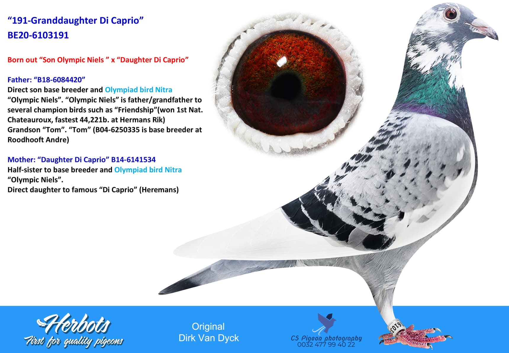 pigeon: “191-Granddaughter Di Caprio”