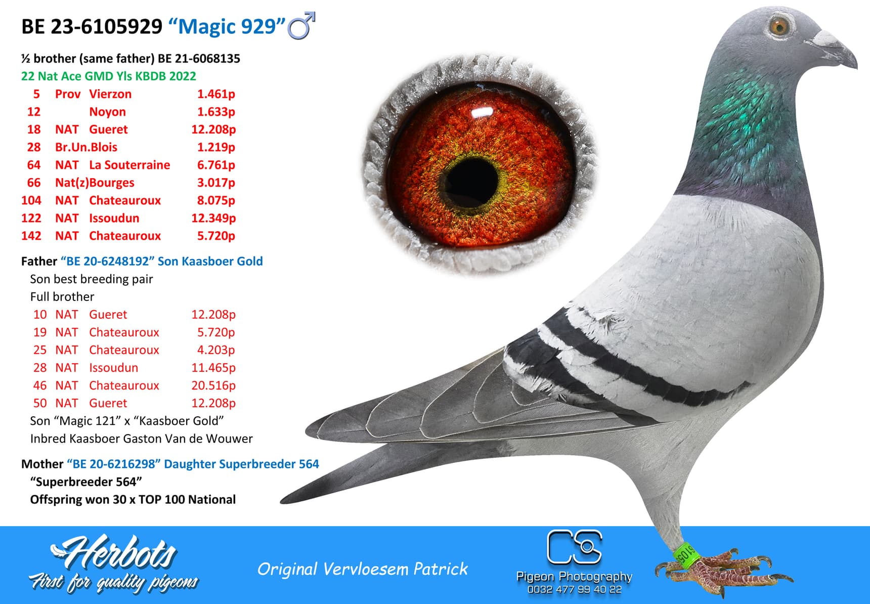 pigeon: “Magic 929”