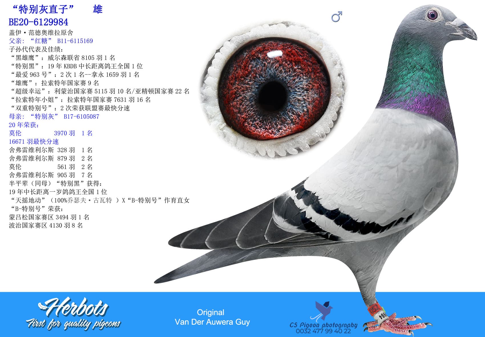 pigeon: “特别灰直子”