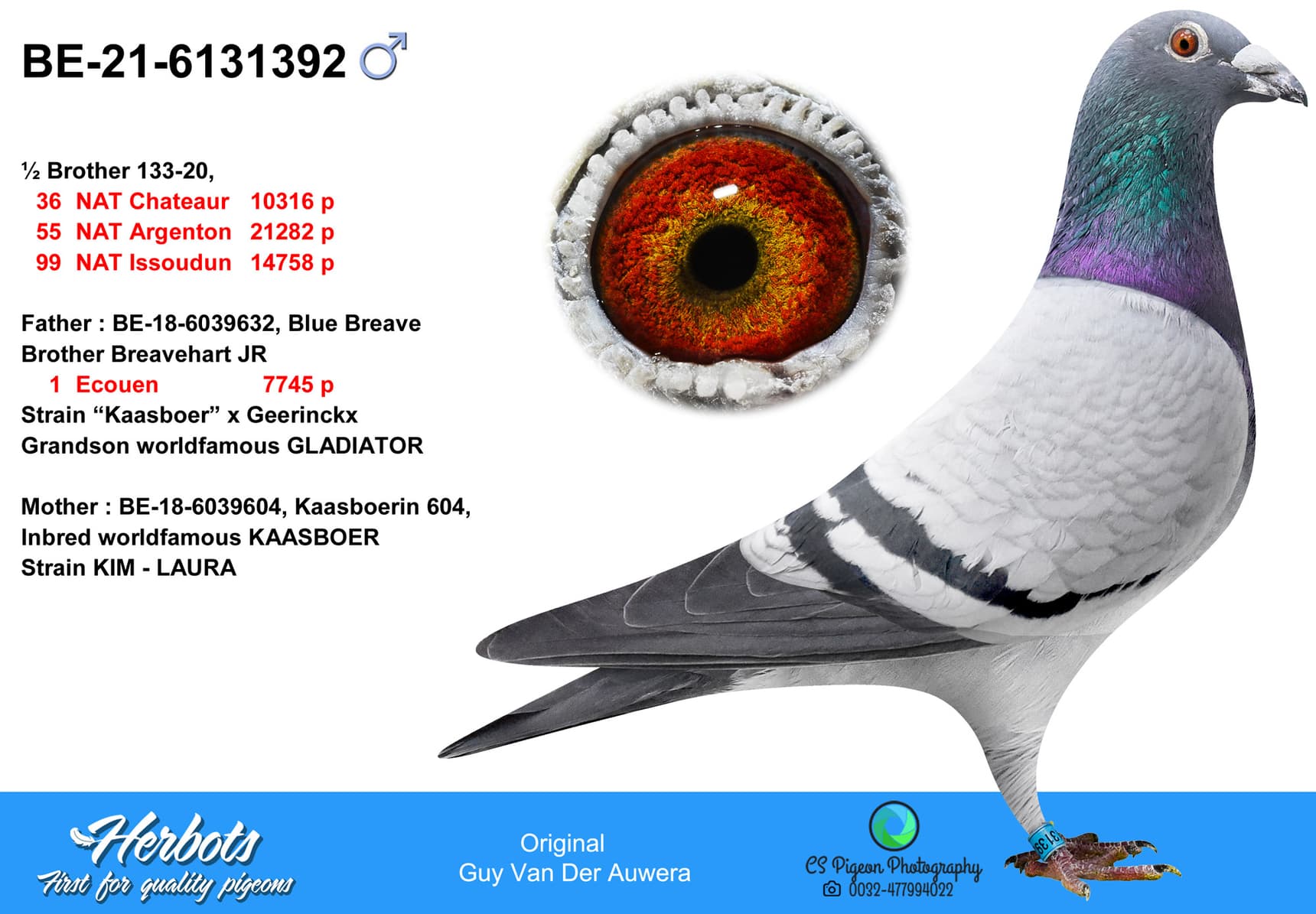 pigeon: undefined
