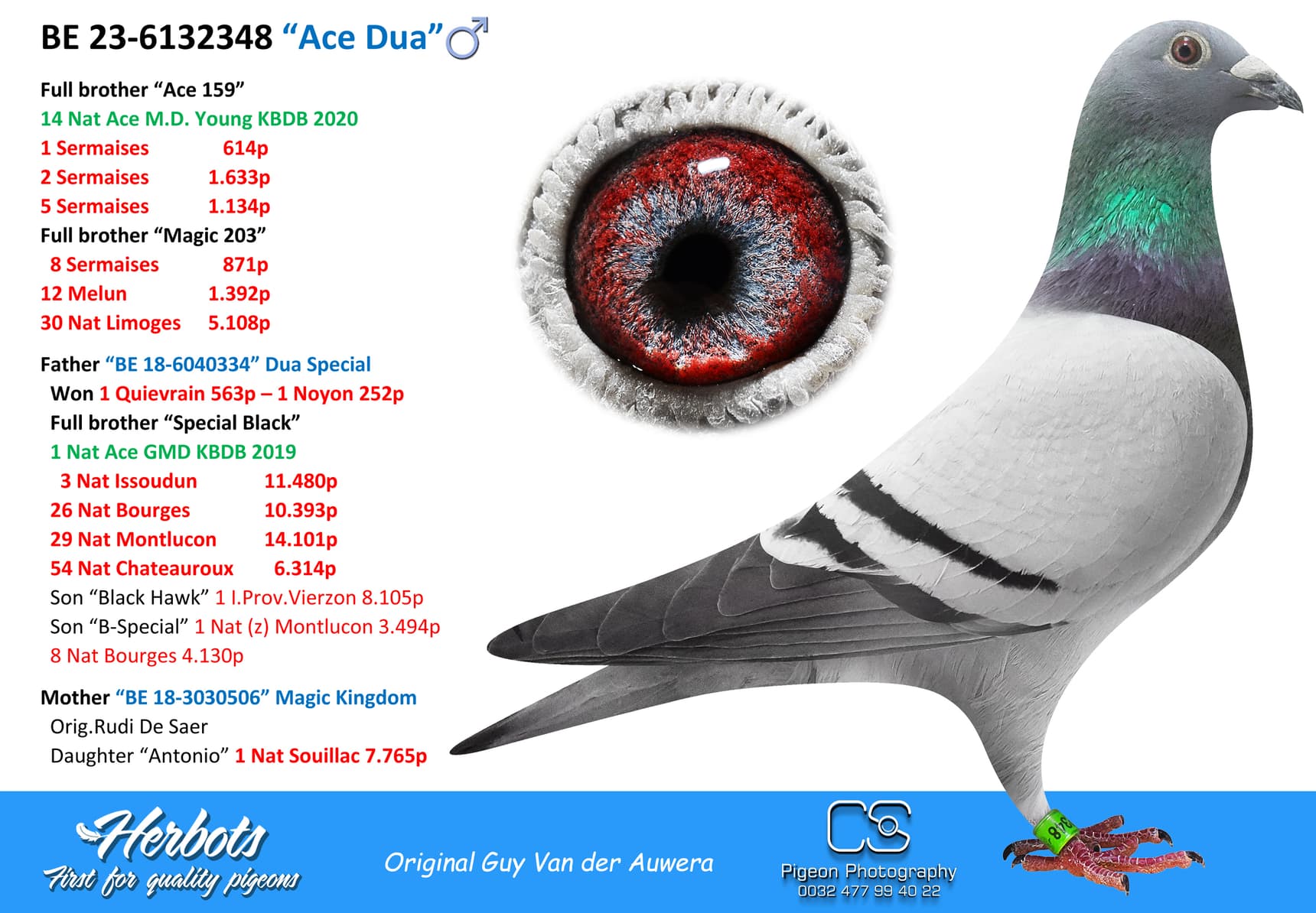 pigeon: “Ace Dua”