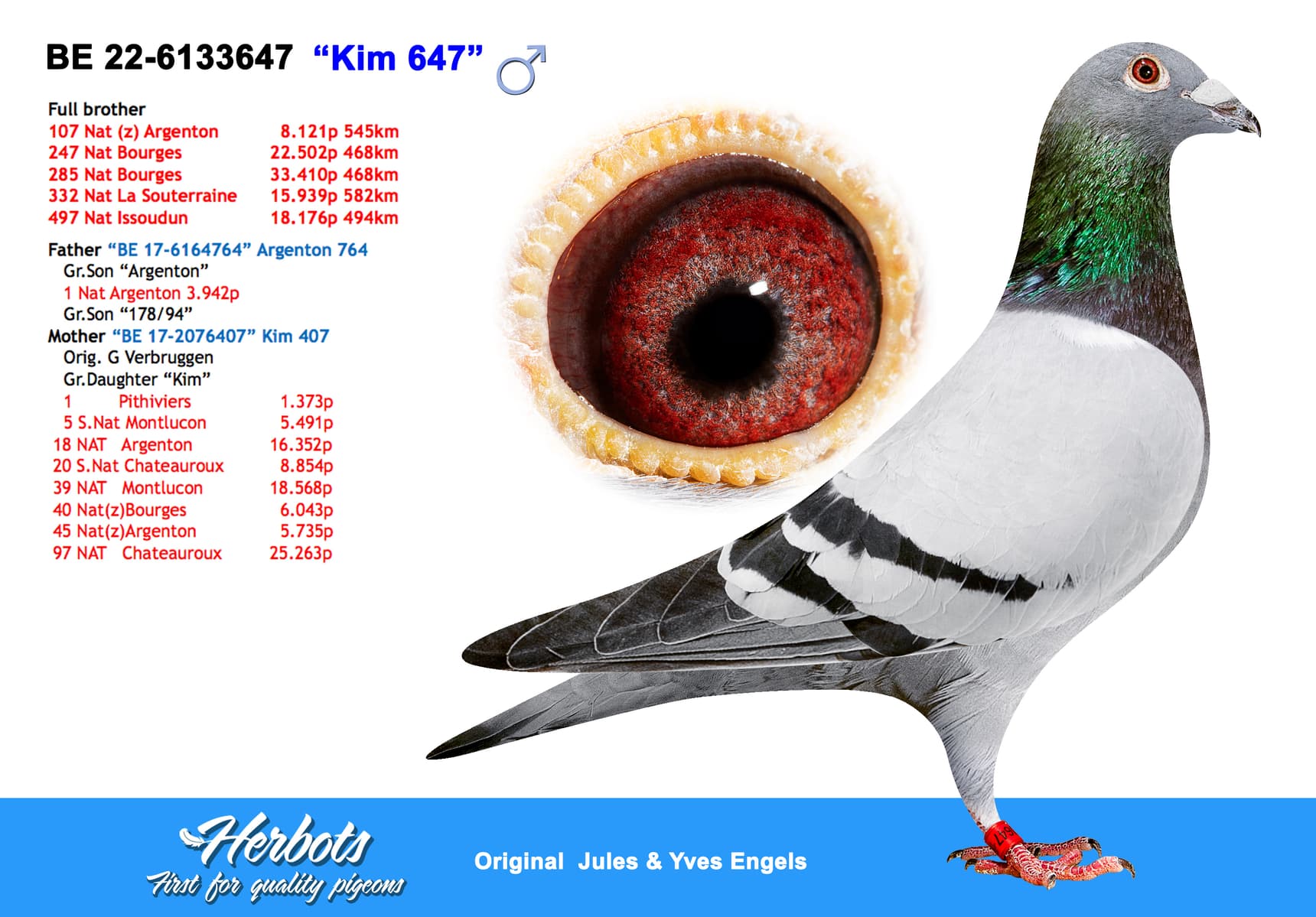 pigeon: “Kim 647”