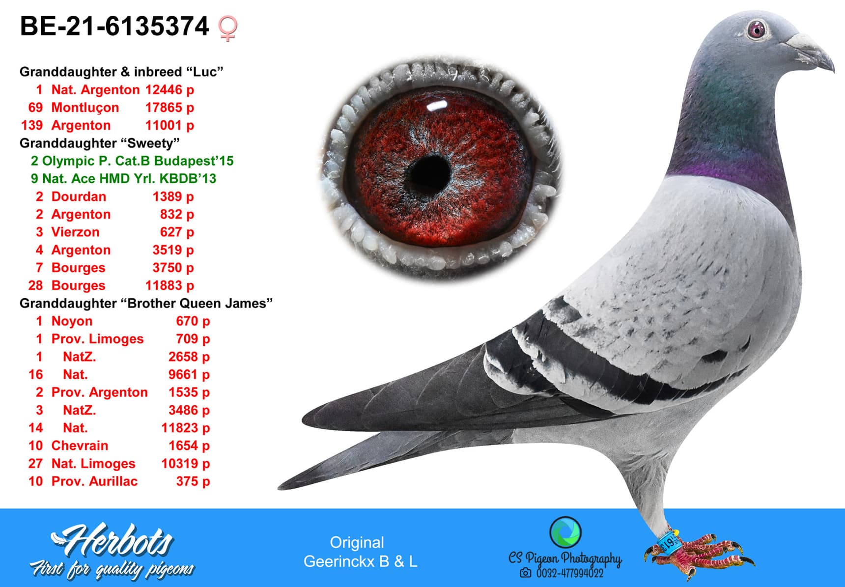 pigeon: undefined