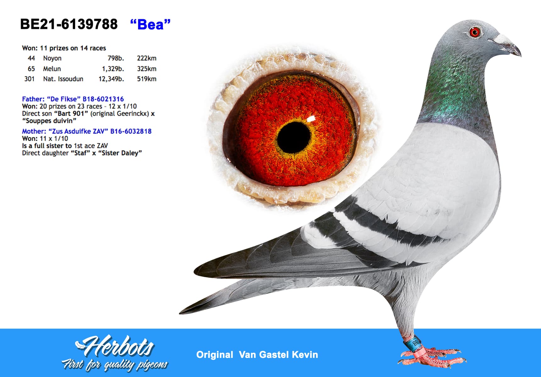 pigeon: undefined