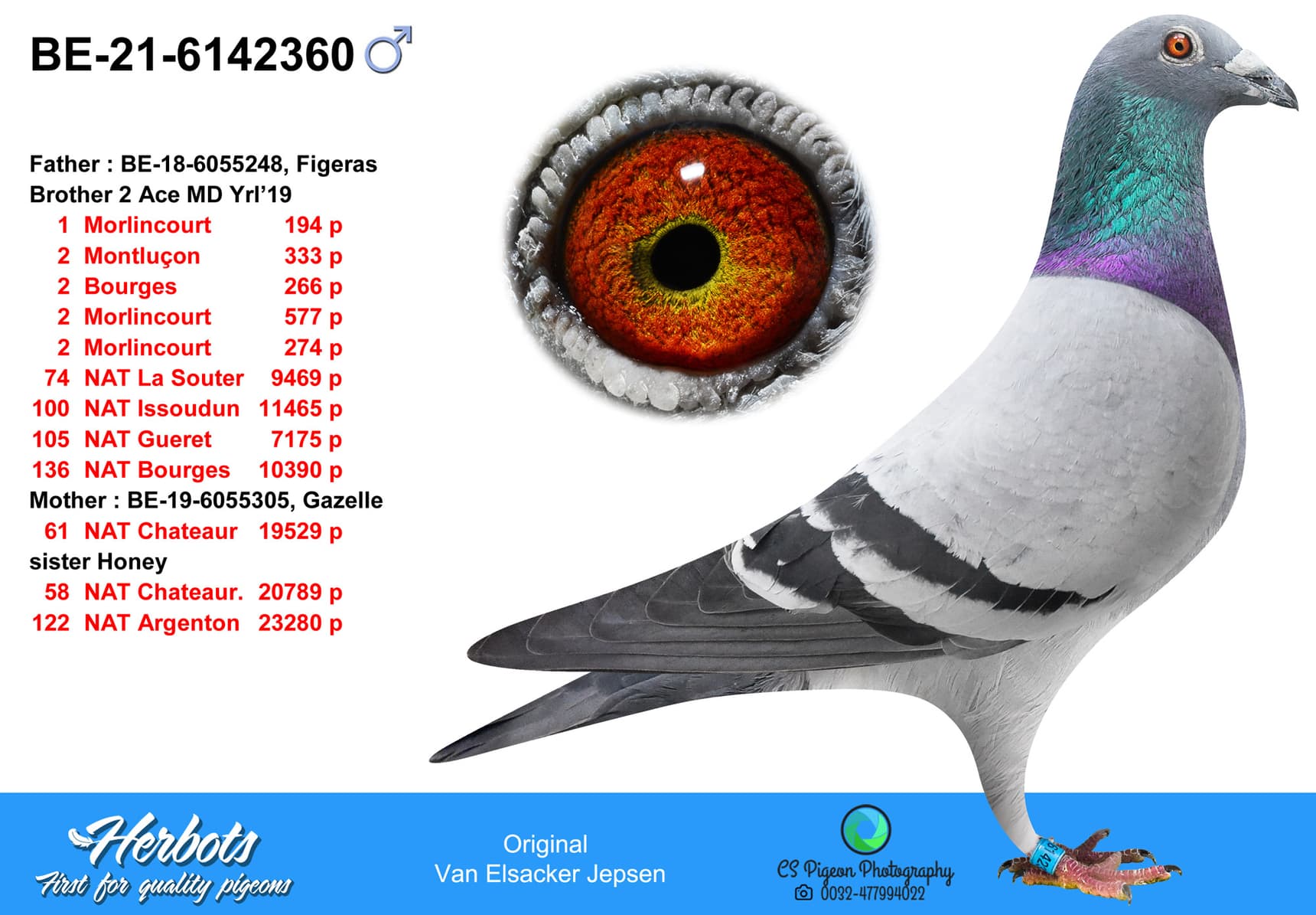 pigeon: undefined