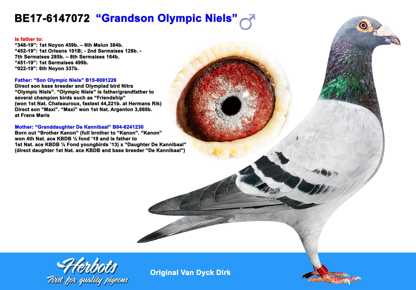 pigeon: “Grandson Olympic Niels”