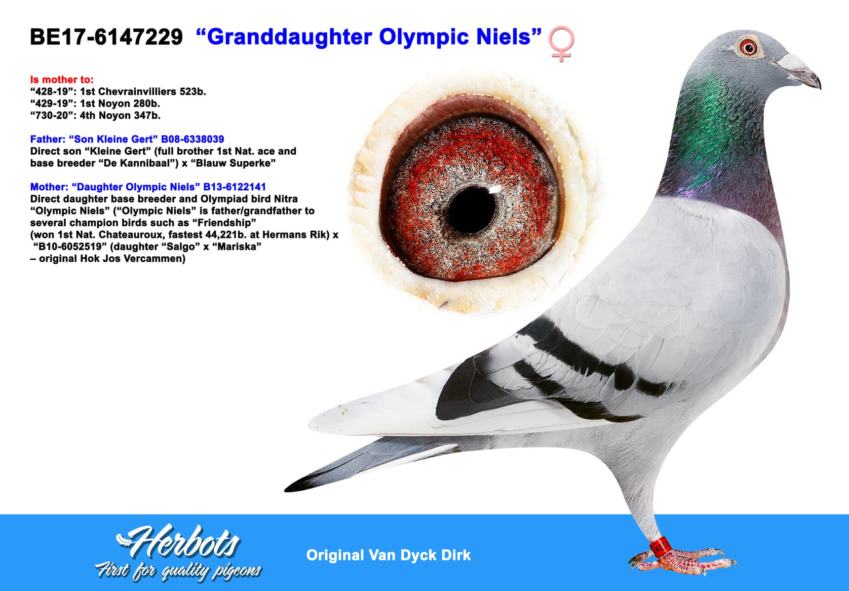 pigeon: “Granddaughter Olympic Niels”