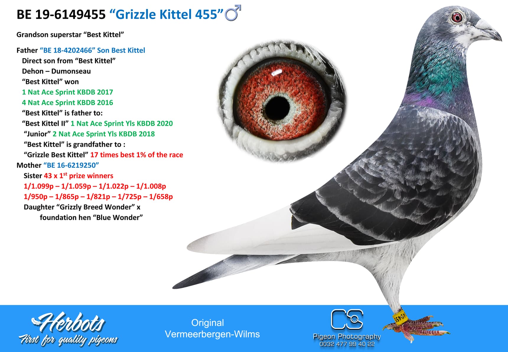 pigeon: “Grizzle Kittel 455”