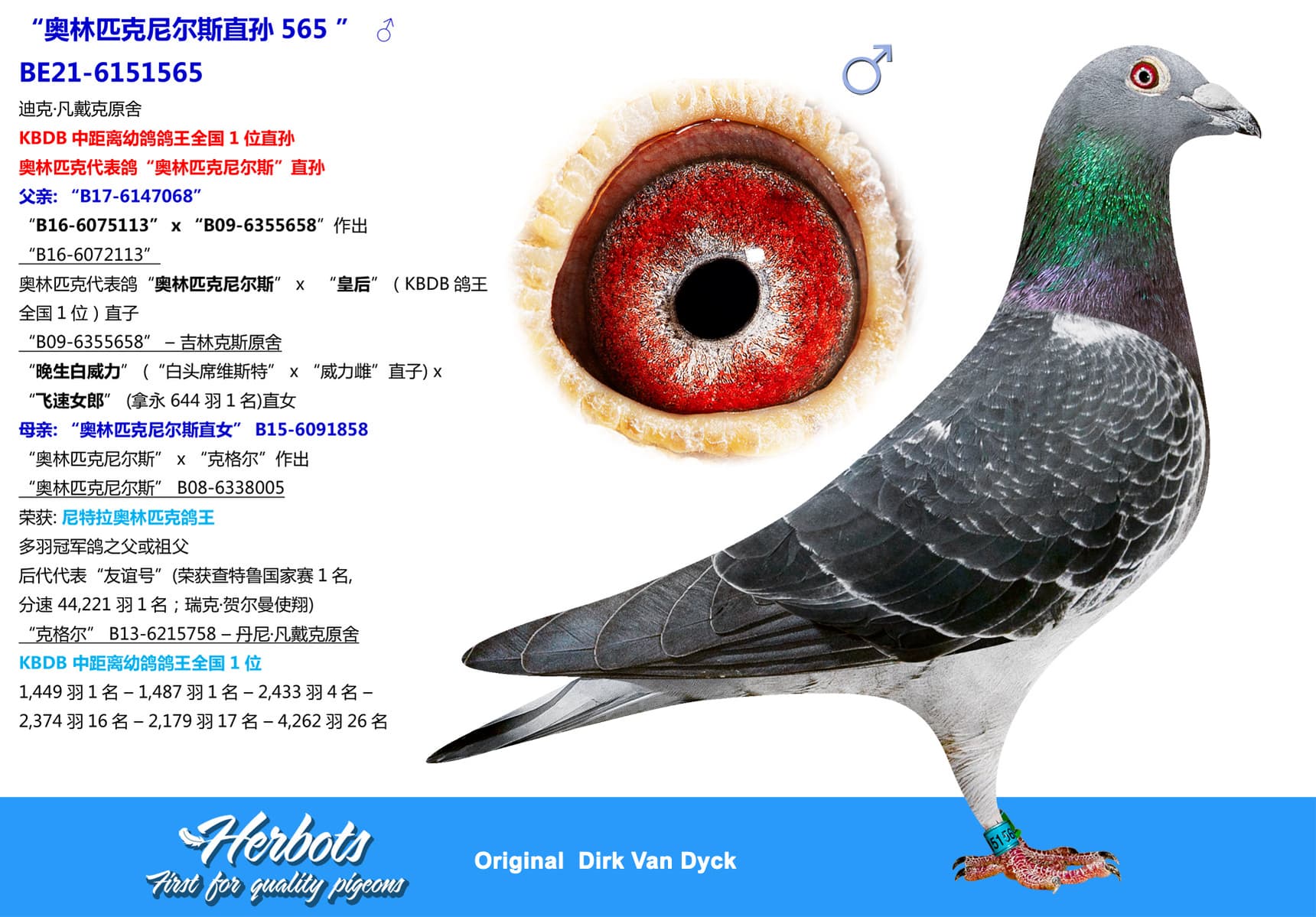 pigeon: undefined