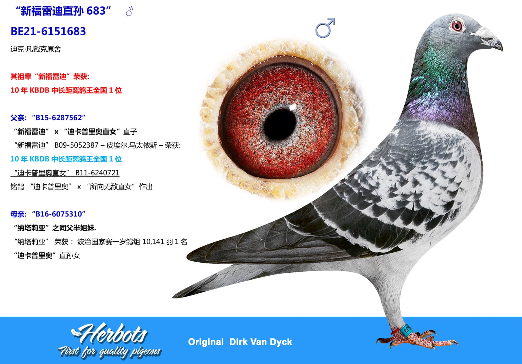 pigeon: undefined