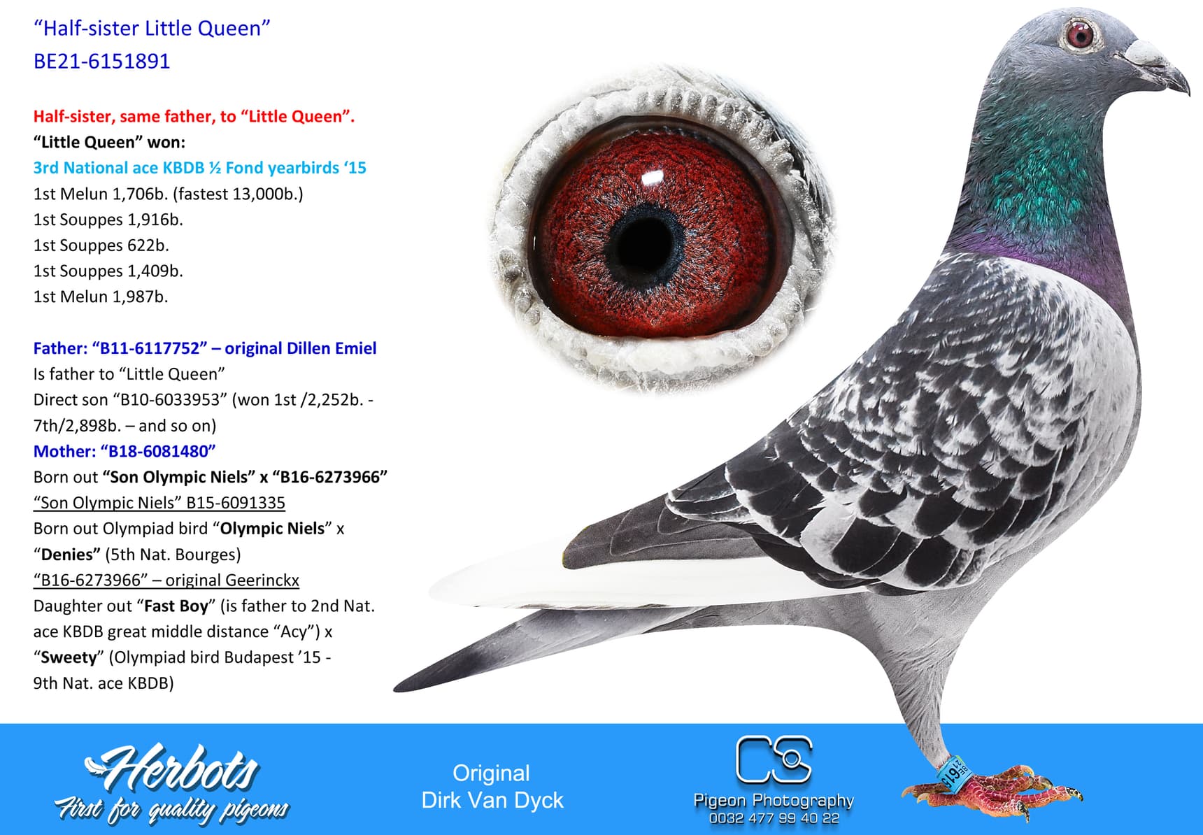 pigeon: “Half-sister Little Queen”