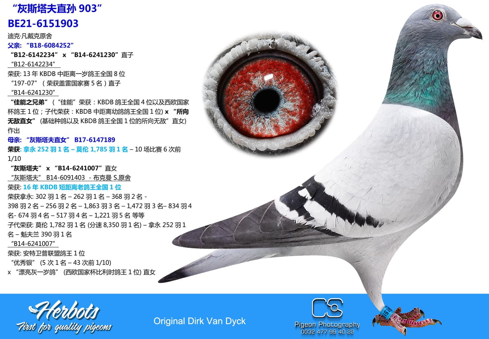 pigeon: “灰斯塔夫直孙903”