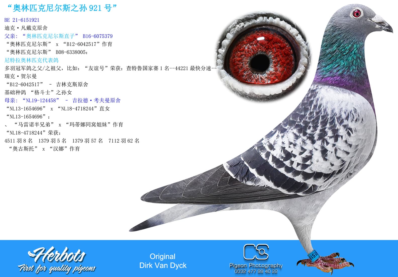 pigeon: “奥林匹克尼尔斯之孙921号”