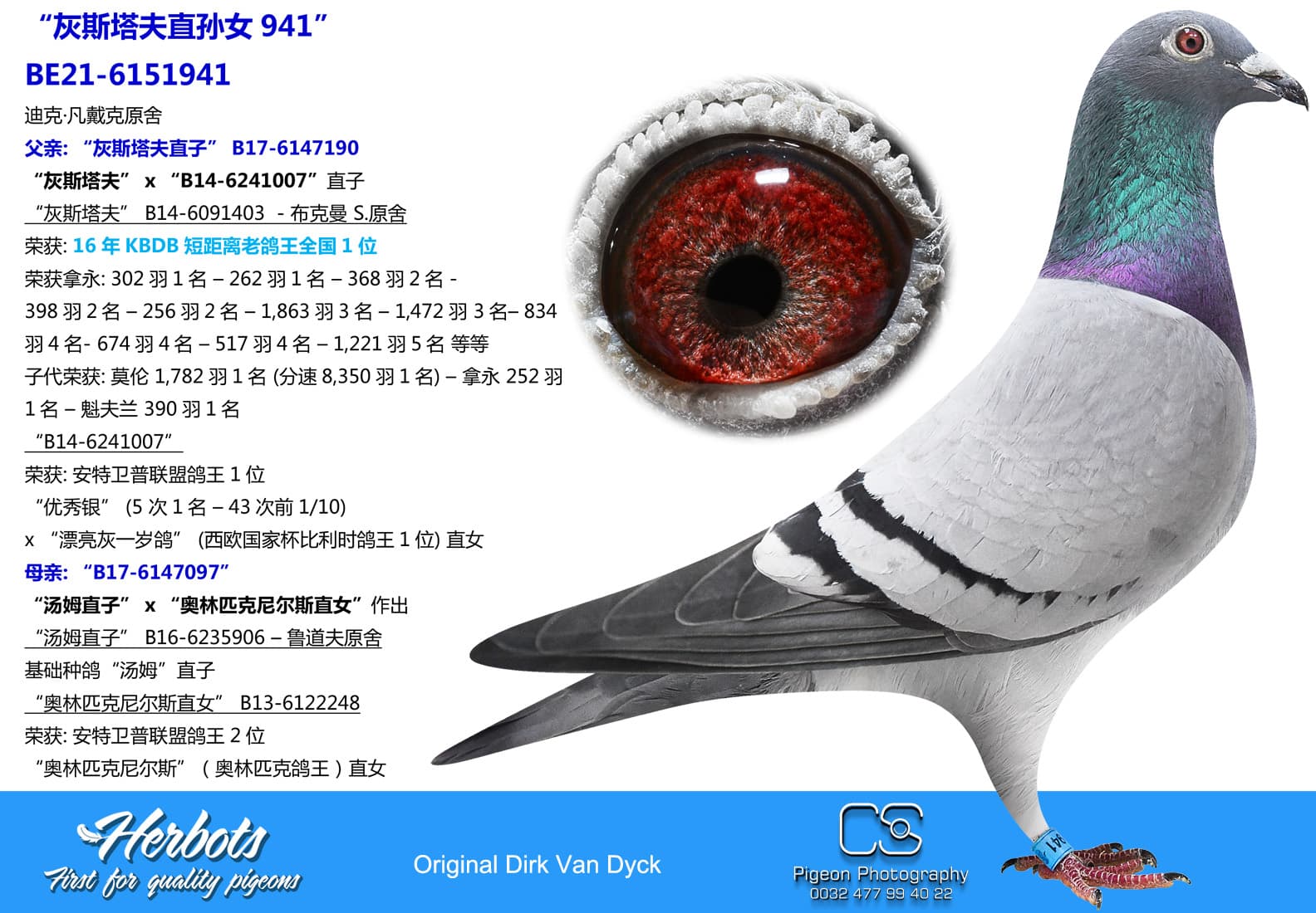 pigeon: “灰斯塔夫直孙女941”