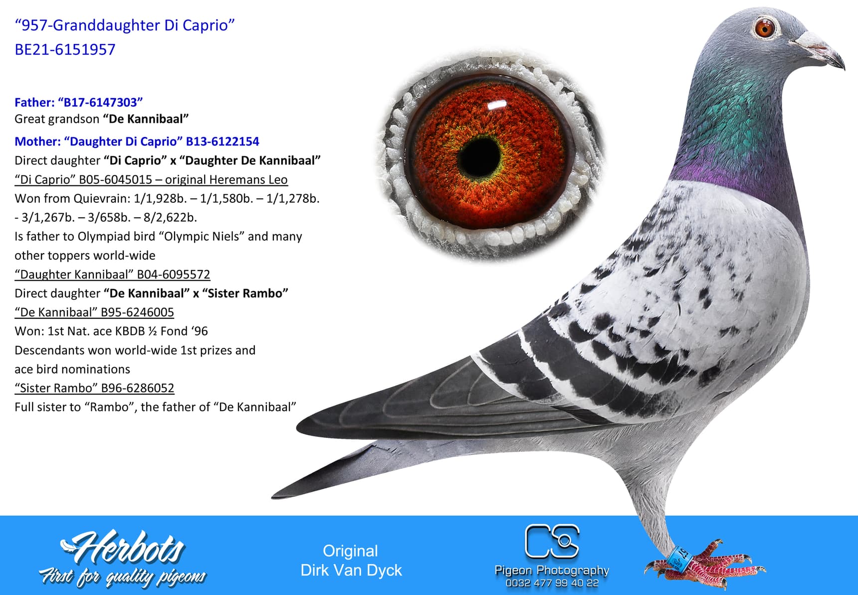 pigeon: “957-Granddaughter Di Caprio”