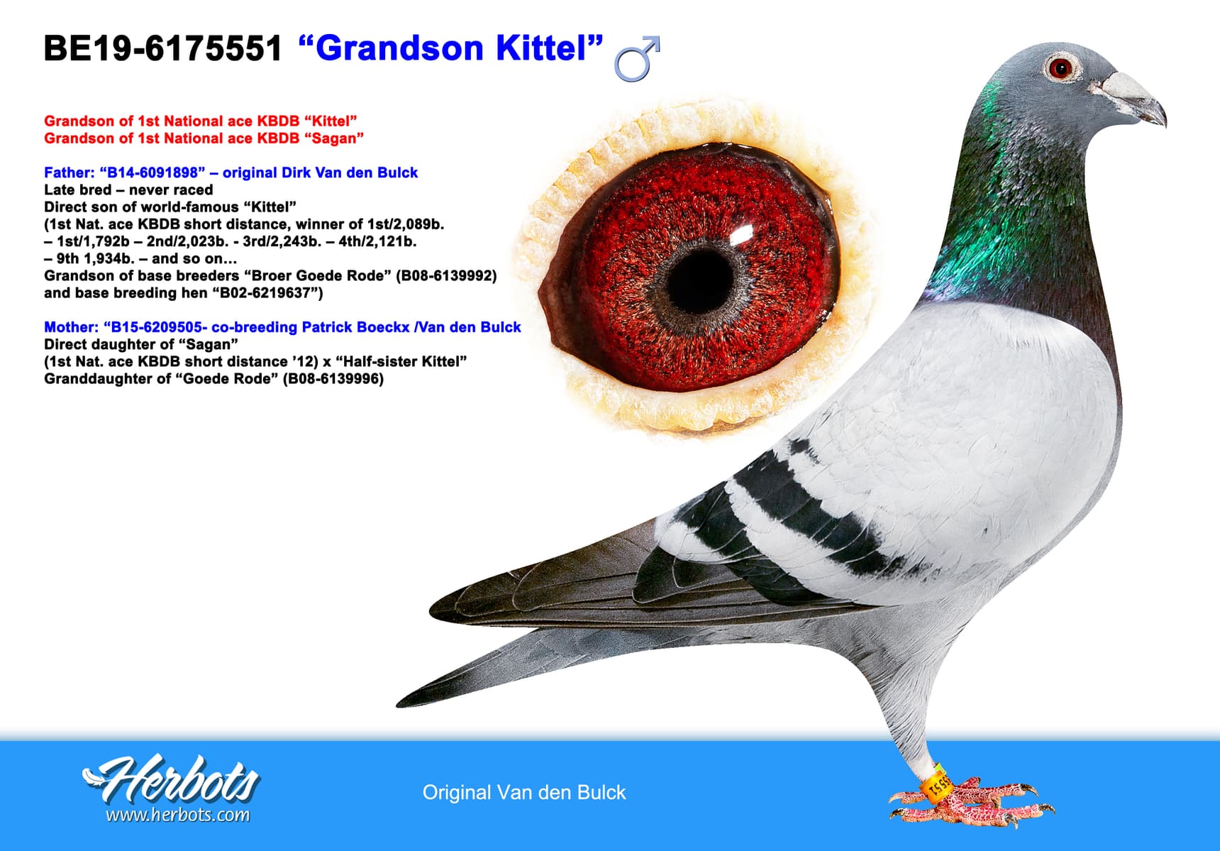 pigeon: undefined
