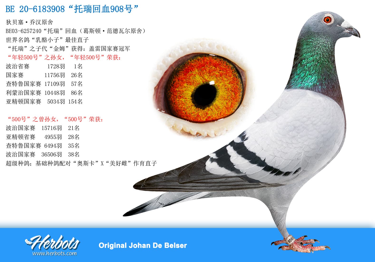 pigeon: “托瑞回血908号”