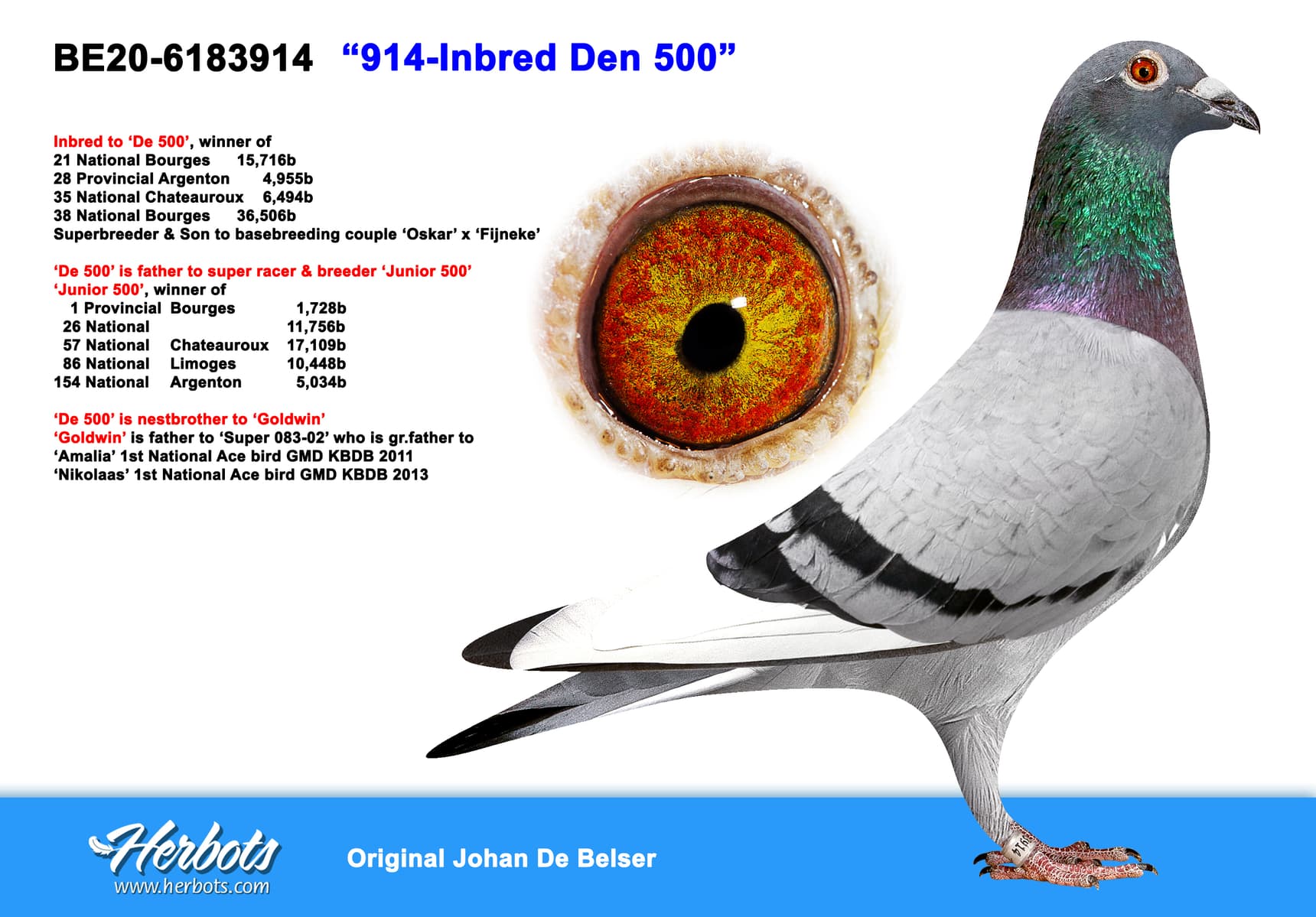 pigeon: undefined