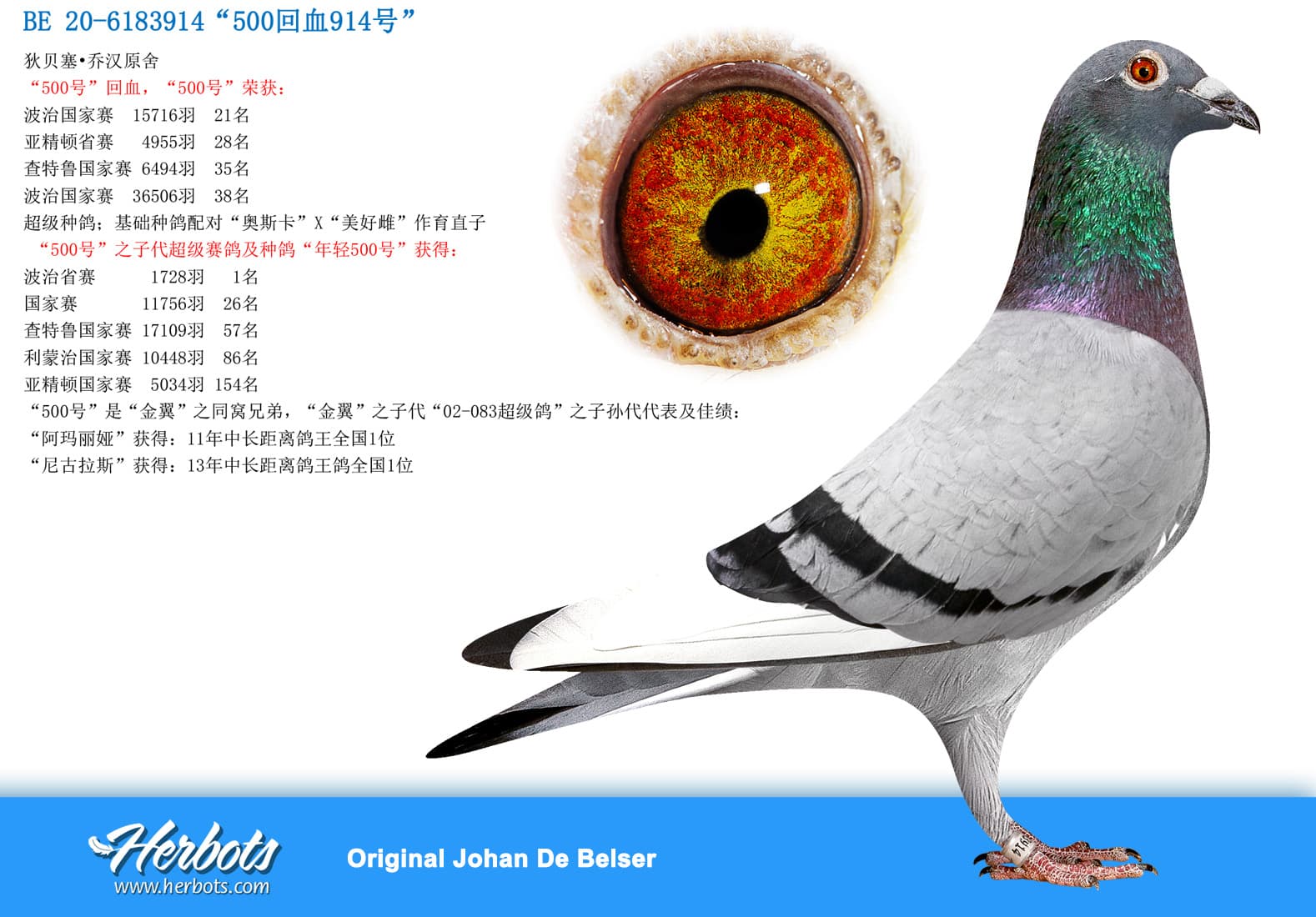 pigeon: undefined
