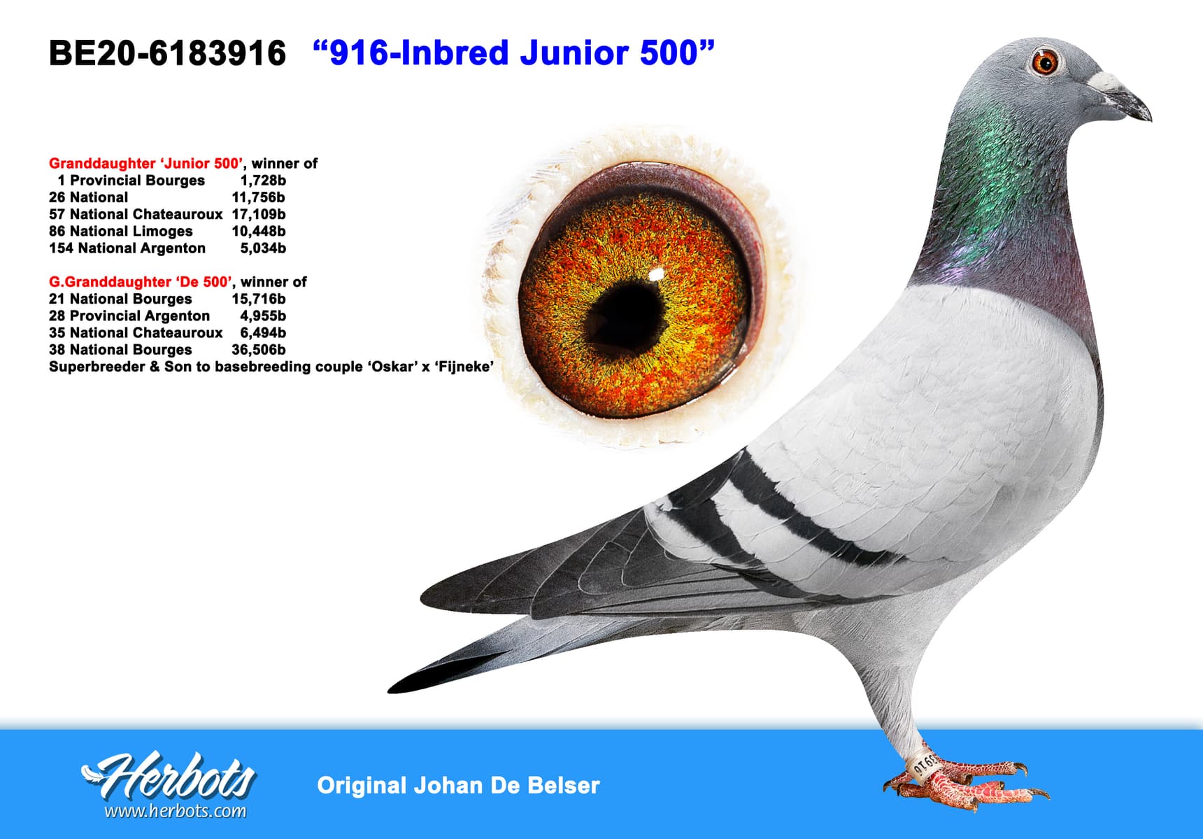 pigeon: undefined