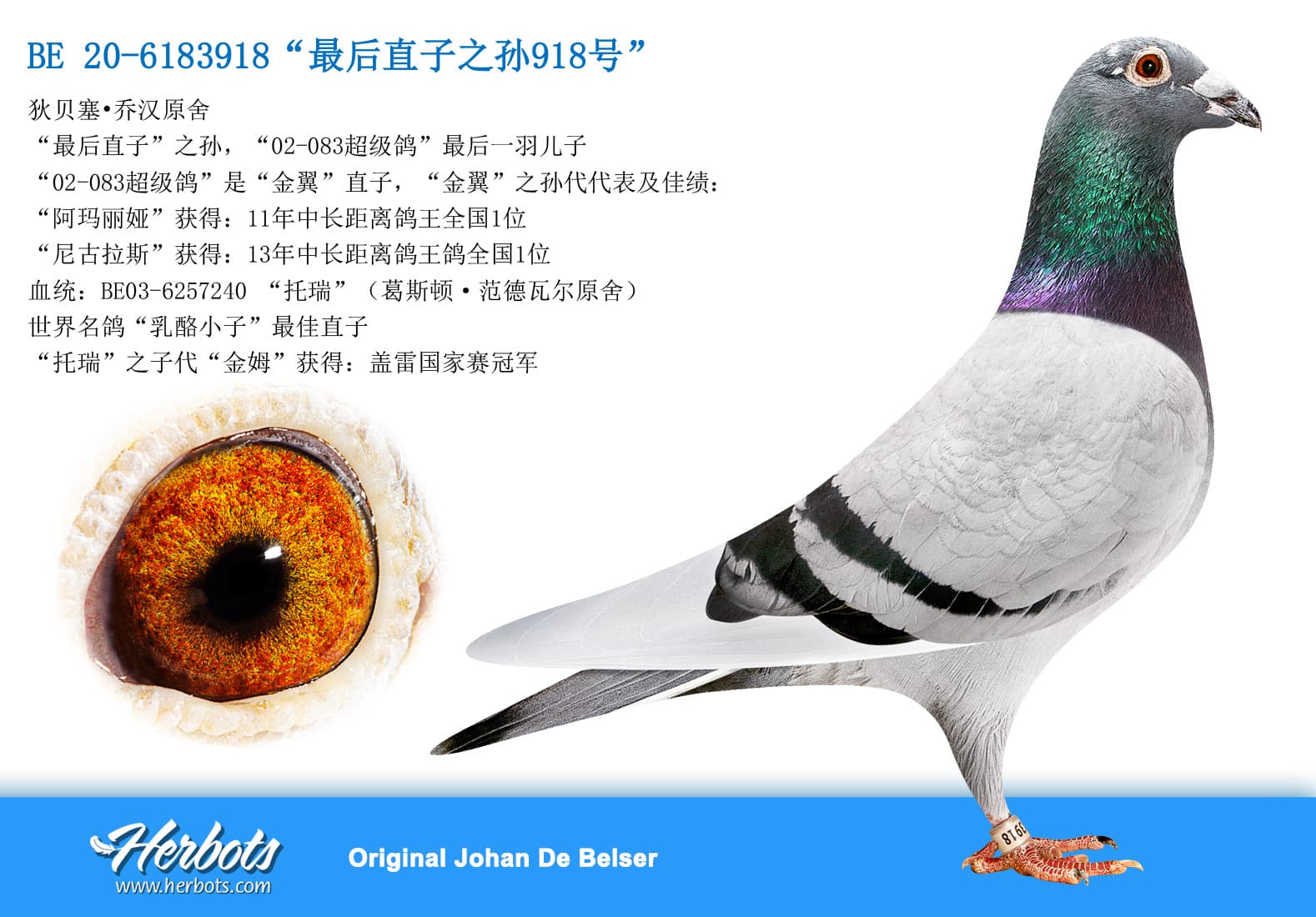 pigeon: undefined
