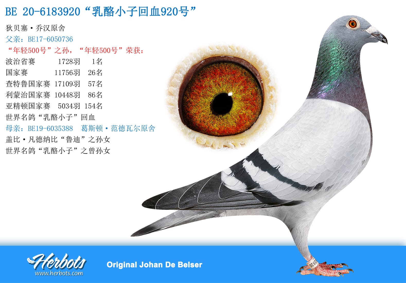pigeon: undefined
